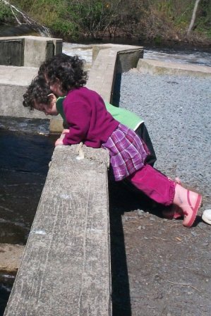 Middleboro Herring Run 2011