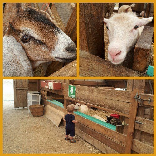 Visiting the animals