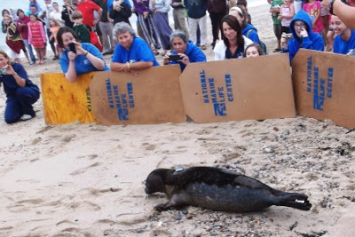 Seal release at Scusset