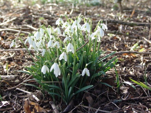 Snowdrop