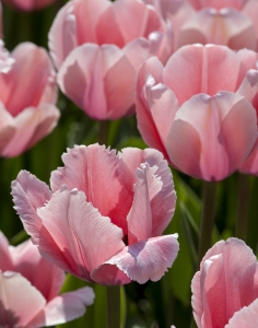Tulips