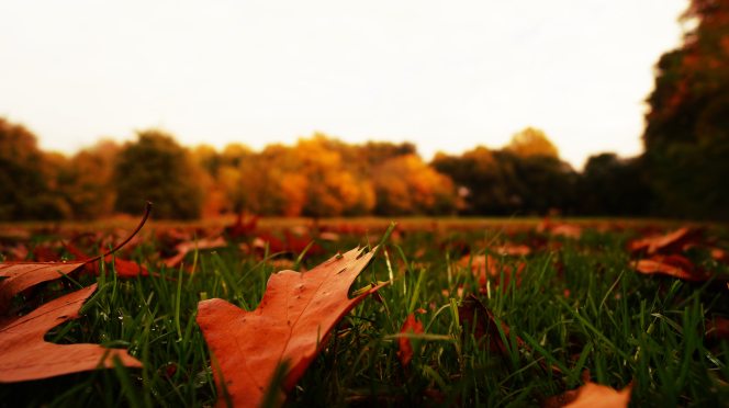 autumn-autumn-leaves-blur-217027.jpg