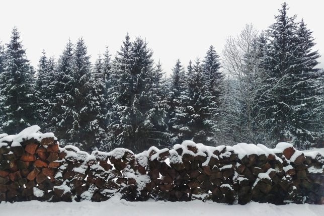 christmas-cold-conifer-849412.jpg