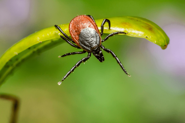 Deer tick, also known as a black legged tick hangs from a leaf waiting for a host to brush past.